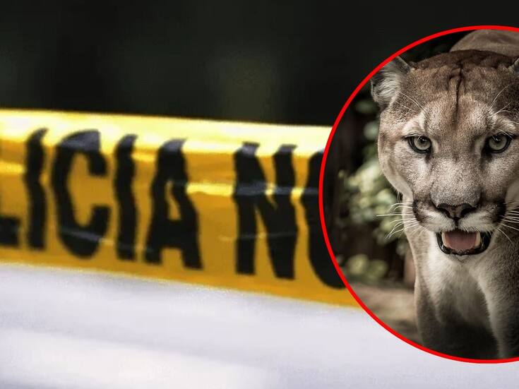 Niña de 11 años atacada por puma en Malibú, una de las zonas más exclusivas y famosas de California