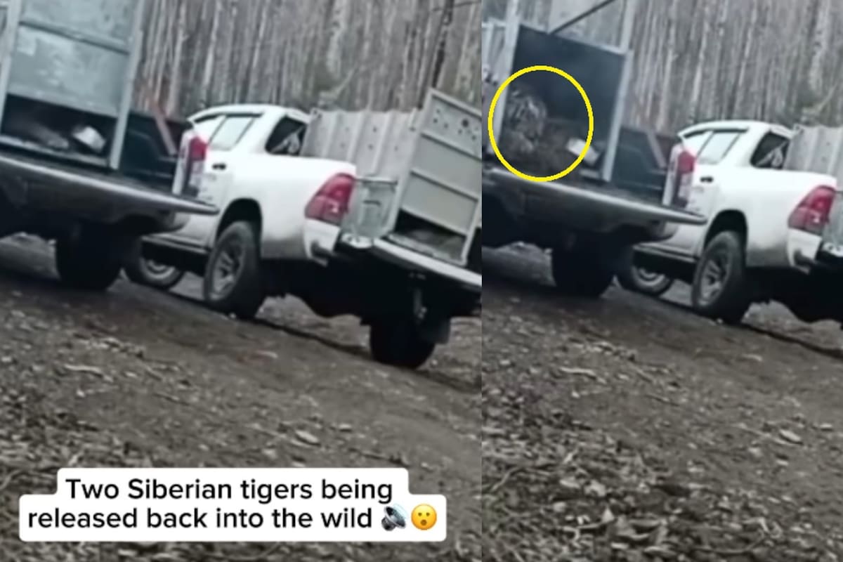 IMPACTANTE: así fue la reinserción de dos tigres de Siberia en su hábitat natural