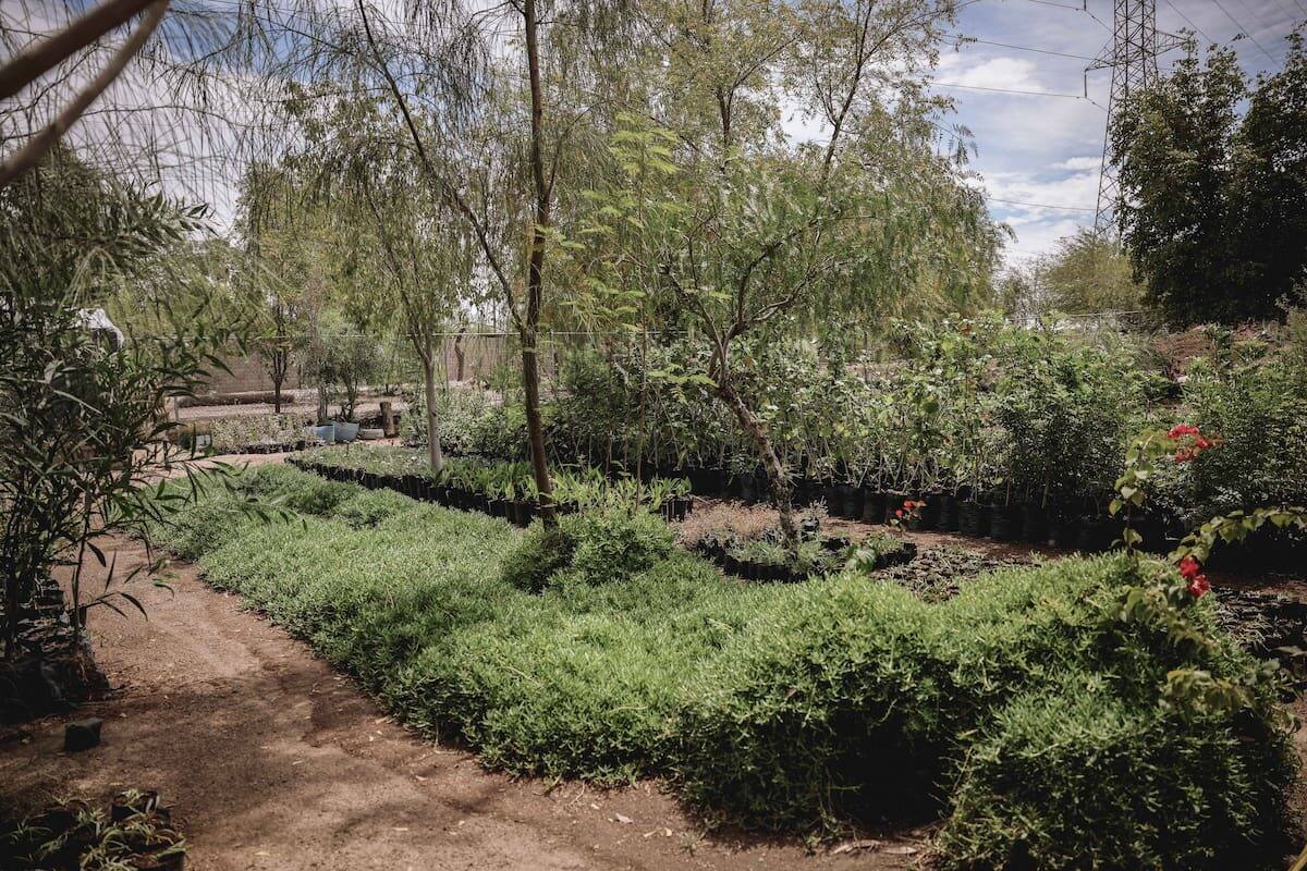 Donarán 15 mil árboles en viveros municipales este año