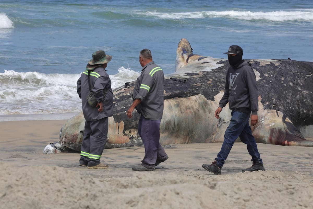 La Profepa lideró a las máquinas que comenzaron a excavar un hoyo para poder enterrar al animal. Foto: Sergio Ortiz