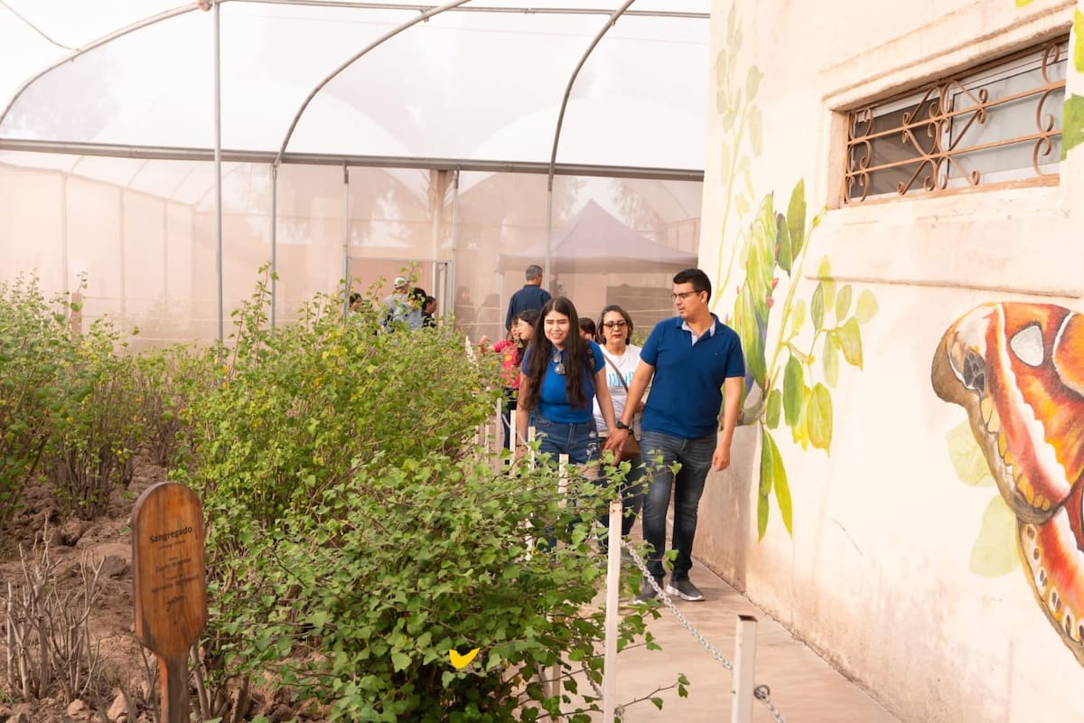 Mariposario de Cócorit registra en 2026 la mayor reproducción de polilla cuatro espejos desde su creación en 2018