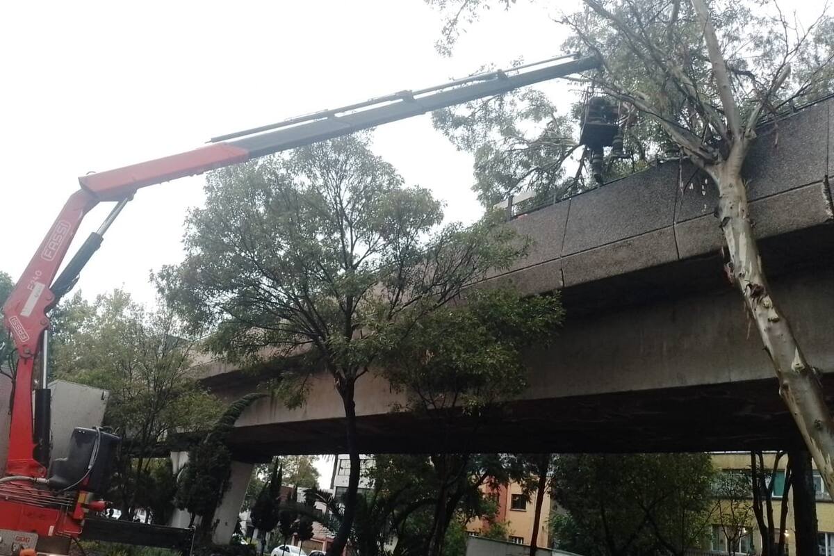 Restablecen servicio en estaciones de la Línea 4 del metro de CDMX tras caída de árbol