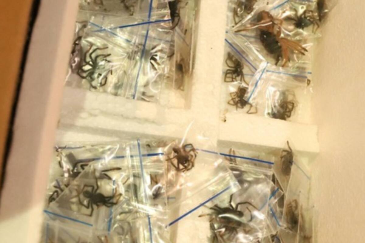 En Colombia, autoridades confiscan 143 tarántulas que se enviarían a México ilegalmente