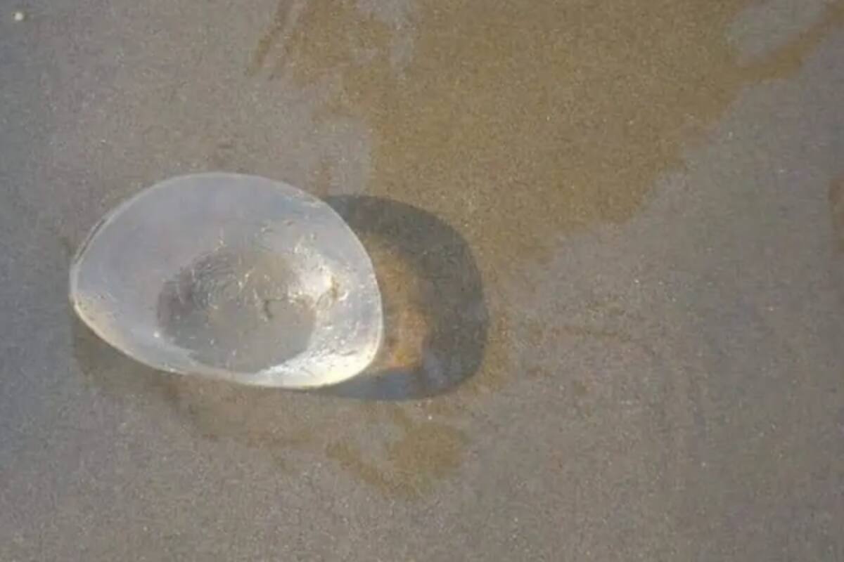 Creen encontrar animal marino y resulto ser un implante mamario