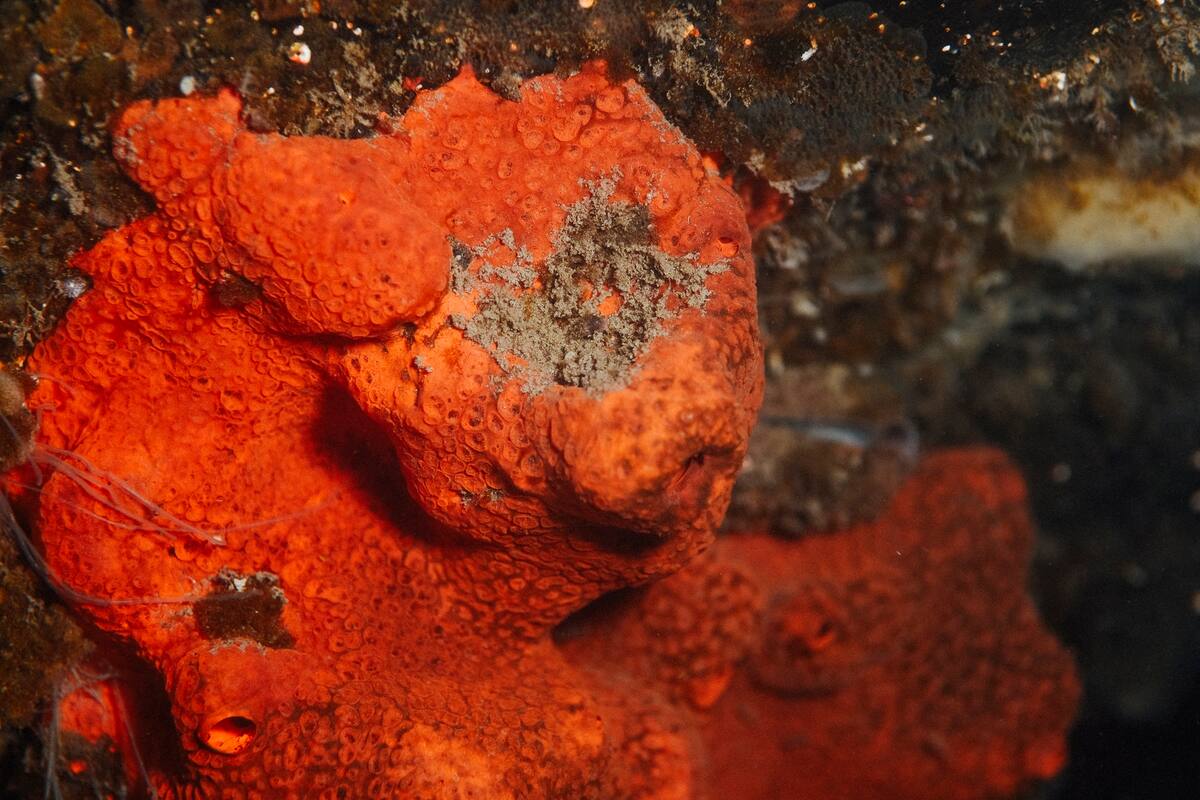 Por cambio climático, mejillones podrían invadir la Antártida y dañar su diversidad