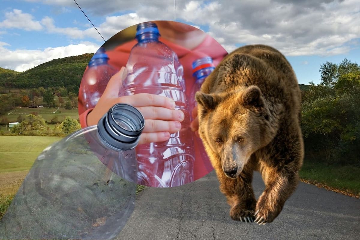 ¿Qué hacer ante un posible ataque de oso? El gobierno japonés recomienda utilizar botellas de plástico vacías