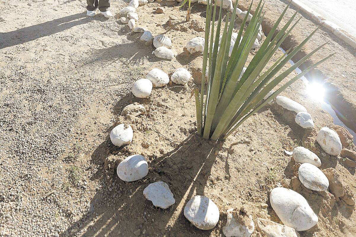 Transforma lugar olvidado en bello jardín urbano