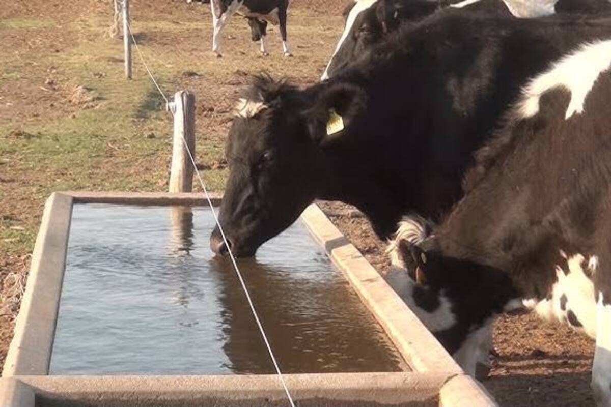 Con agua “prestada” sobrevive ganado del Valle del Yaqui