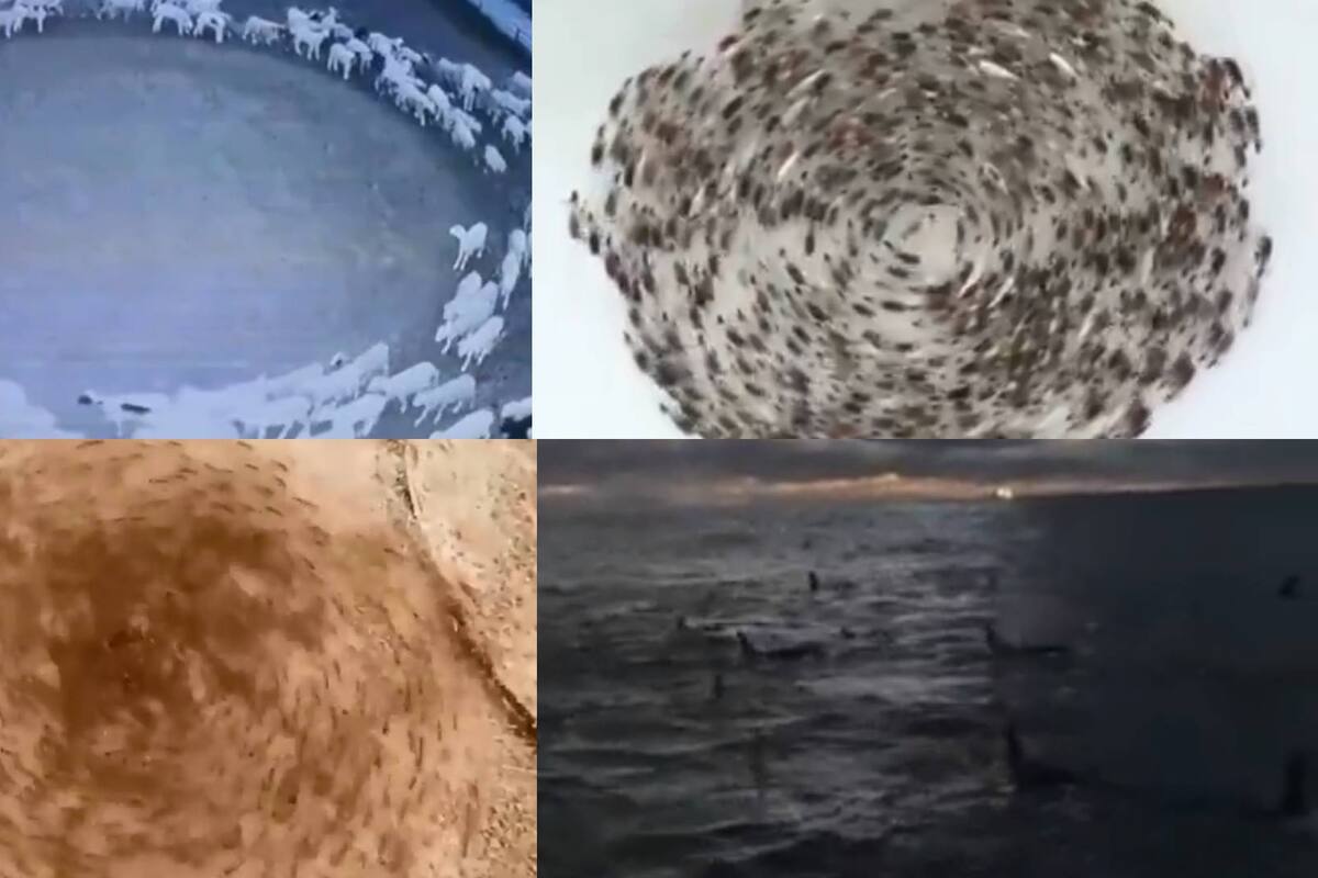 VIDEOS: Extraño comportamiento de animales genera desconcierto alrededor del mundo