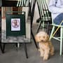 Restaurante pet friendly coloca un letrero para impedir el ingreso de Pedro Sola tras la polémica por sus comentarios sobre maltrato animal