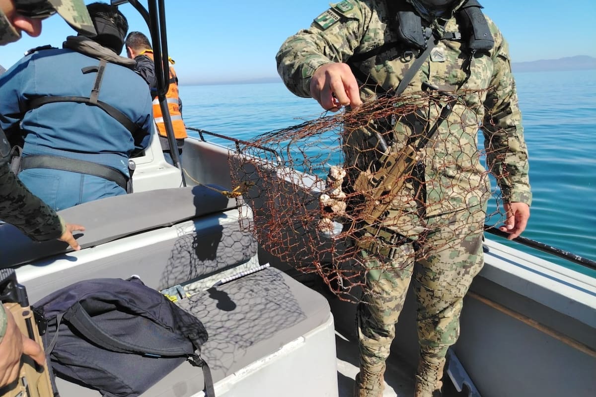 Aseguran trampas ilegales y liberan langostas vivas en costas de Ensenada