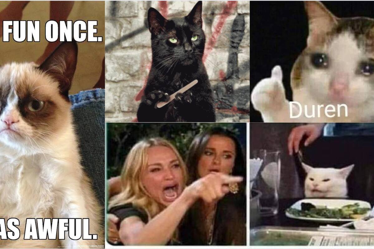 El Día del Gato se celebra el lunes, ¿ya sabes cómo vas festejar a tu michi?