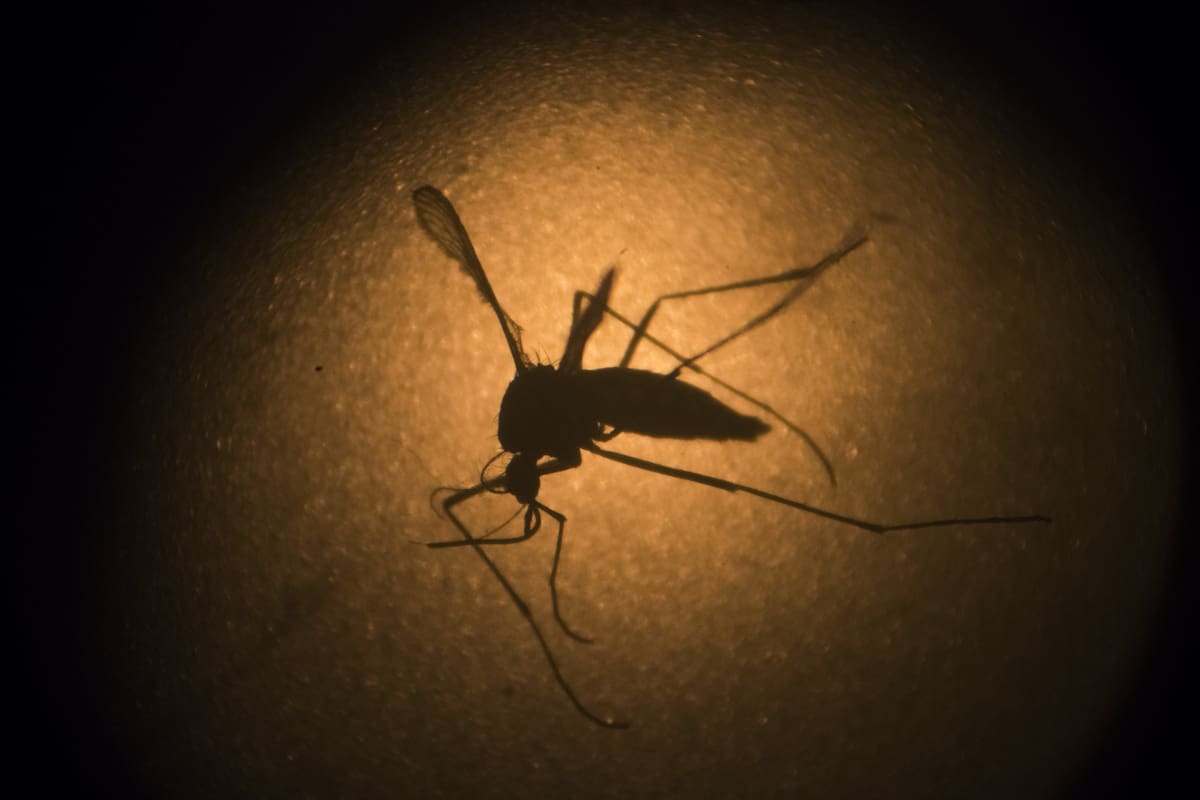 Detectan mosquito transmisor de dengue, zika y chikungunya en Calexico, Brawley y Heber