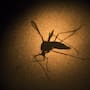 Detectan mosquito transmisor de dengue, zika y chikungunya en Calexico, Brawley y Heber