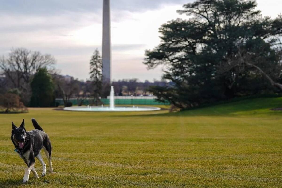 ¡Tradición restablecida! Regresa Joe Biden perritos a Casa Blanca