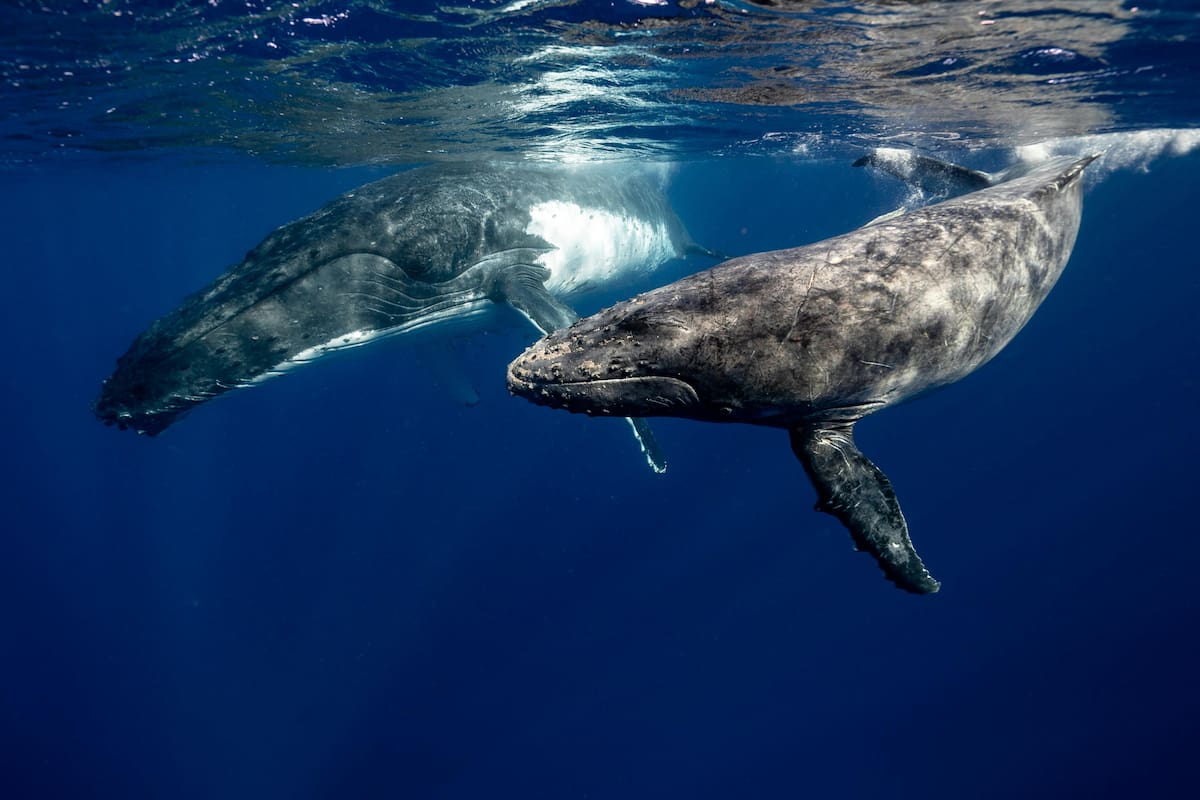 Así se ve el primer plano del ojo de una ballena que se ha vuelto viral en redes