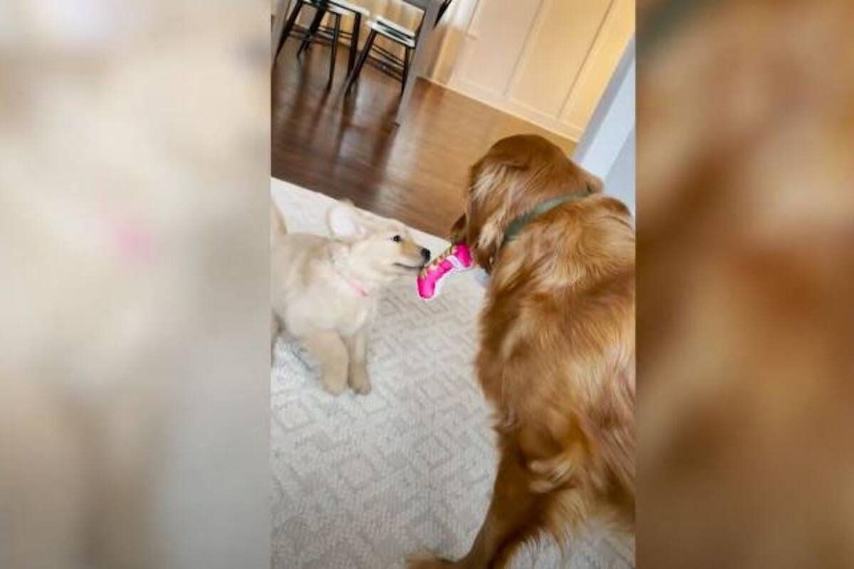 VIDEO: Esta es la reacción de un perro al conocer a su nuevo "hermanito"