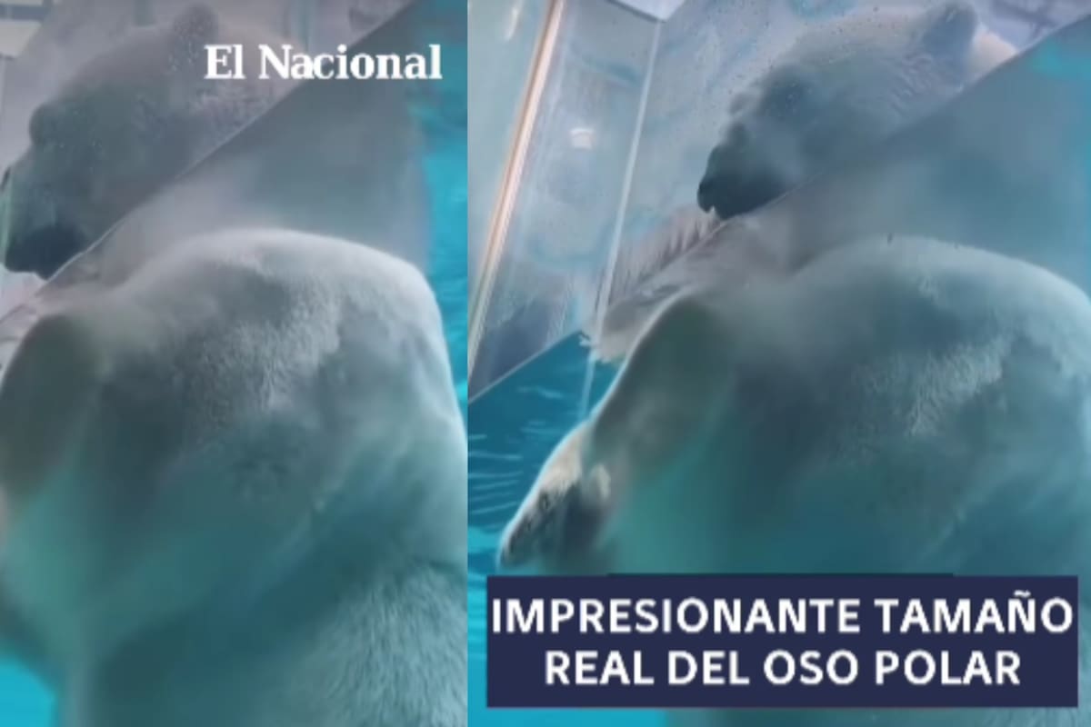 Gigante entre cristales: oso polar sorprende con su descomunal tamaño en acuario