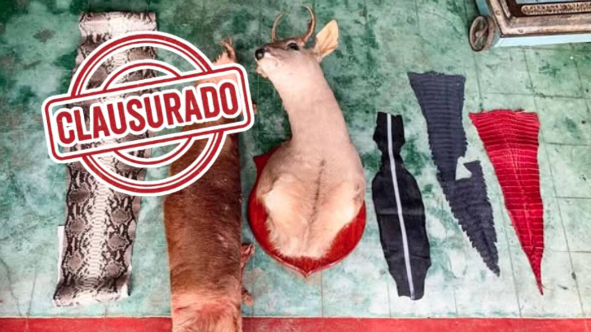 Clausuran comercio ilegal en Oaxaca: vendía huaraches y bolsas con piel de pitón, caimán y venado