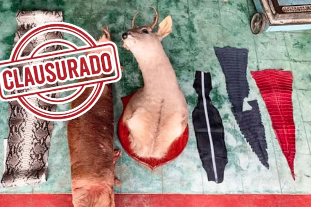 Clausuran comercio ilegal en Oaxaca: vendía huaraches y bolsas con piel de pitón, caimán y venado