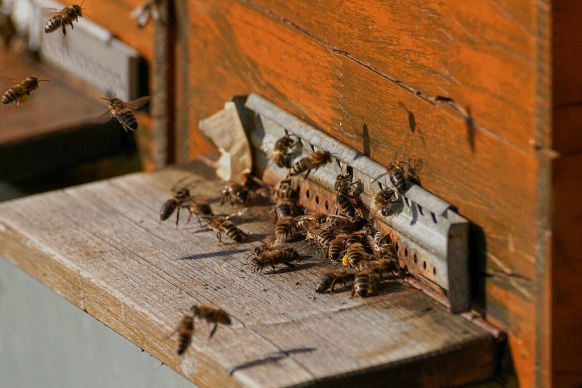 Mujer y hombre son atacados por enjambre de abejas en su hogar; están estables