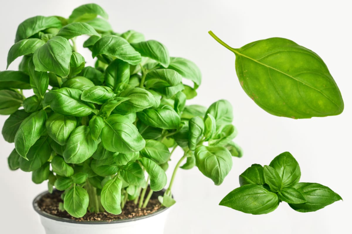 La albahaca es más que un condimento: estos son los nutrientes y compuestos que aporta y lo que realmente se sabe sobre sus beneficios