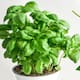 La albahaca y sus beneficios: esto dice la ciencia