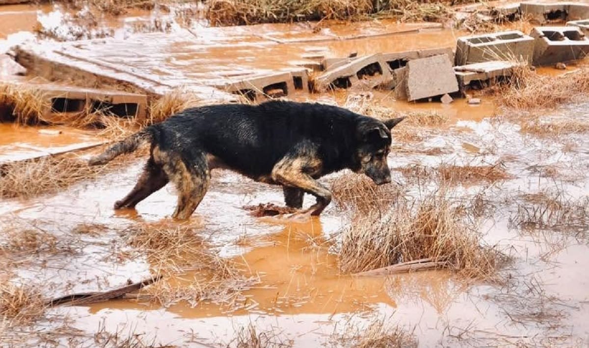 Organizaciones rescatistas de Ensenada solicitan apoyo para atender y resguardar a perros y gatos afectados por las inundaciones. Foto: Cortesía