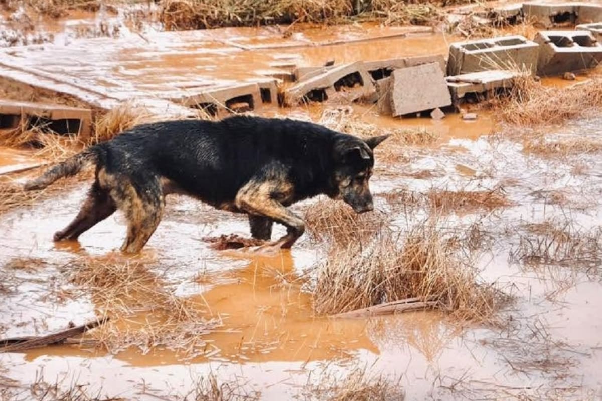 Refugios piden apoyo para rescatar animales afectados por lluvias en Ensenada