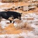 Ensenada: piden ayuda para animales afectados por lluvias