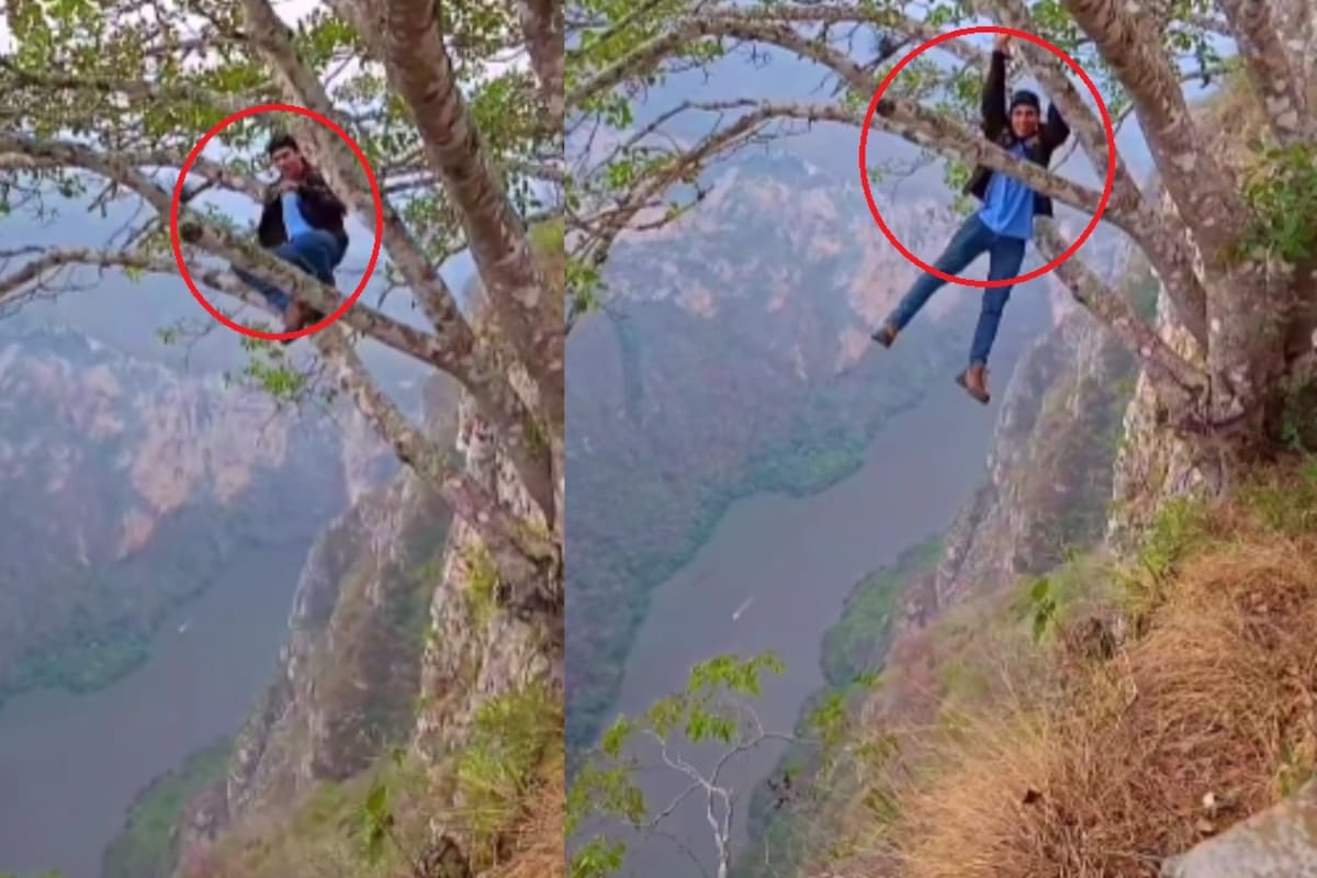 “Eso no es valentía, es estupidez”: Joven se sube a lo más alto de un árbol sobre el vacío por contenido y se vuelve viral