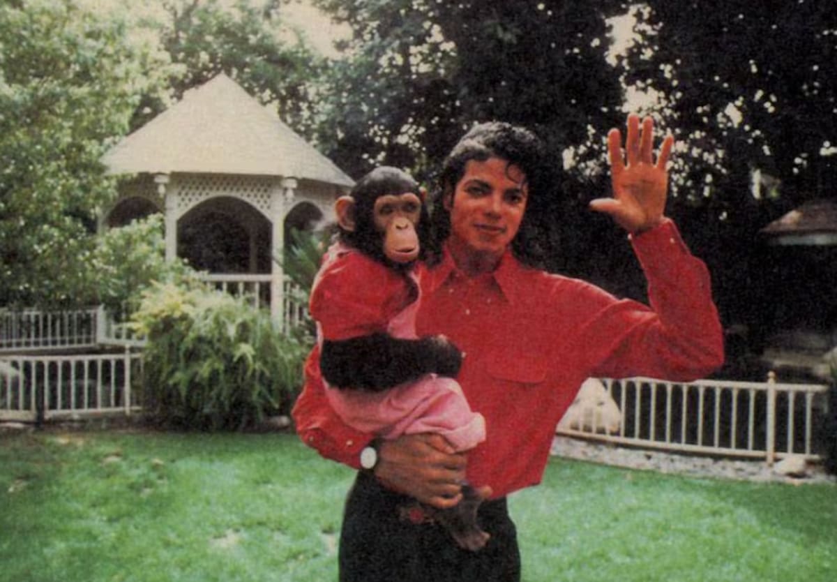 Criado a mano por un entrenador de animales de Hollywood antes de ser adoptado por el ícono del pop │Foto: La Tercera