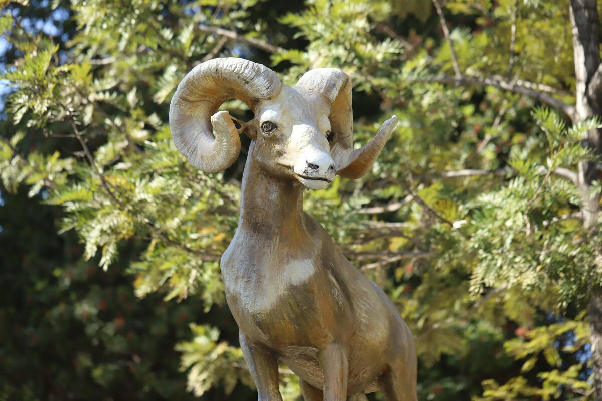 Pablo Hurtado. El Borrego Cimarrón es una especie endémica de la región y se encuentra en peligro de extinción. Es también el símbolo universitario de la UABC. Estas fotografías fueron tomadas en en la UABC Campus Tijuana.