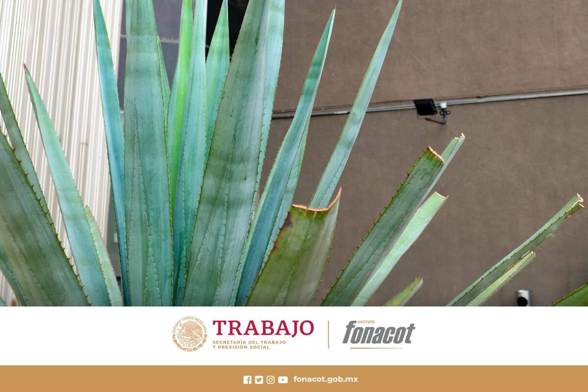 ¿Te quedaste sin trabajo y tienes una deuda con Fonacot? Te decimos que hacer