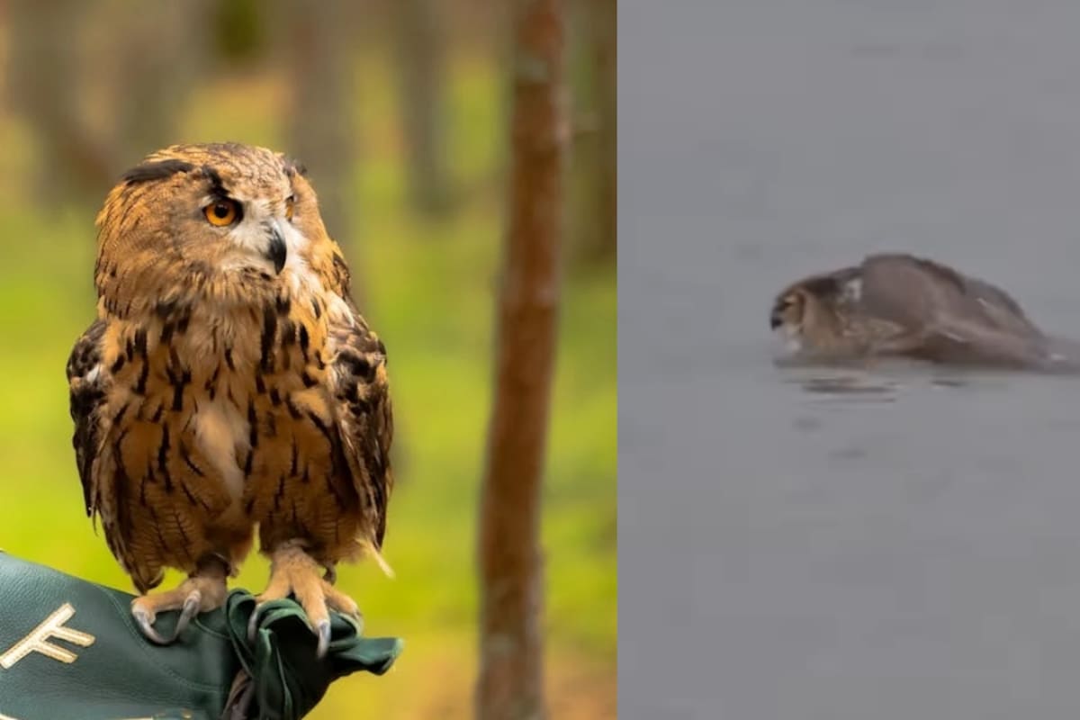 VIDEO: ¿Sabías que los búhos pueden nadar?