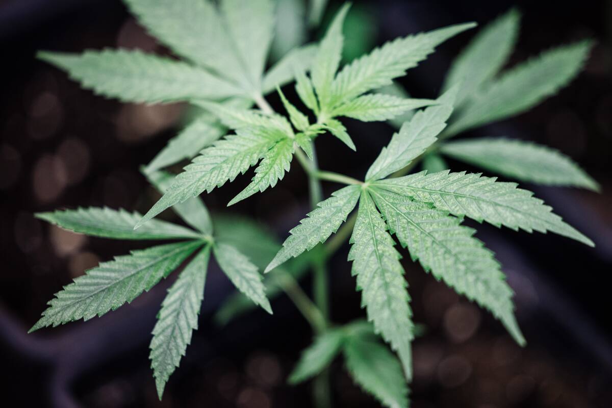 Invitan a marcha mundial por la liberación de la mariguana en Tijuana