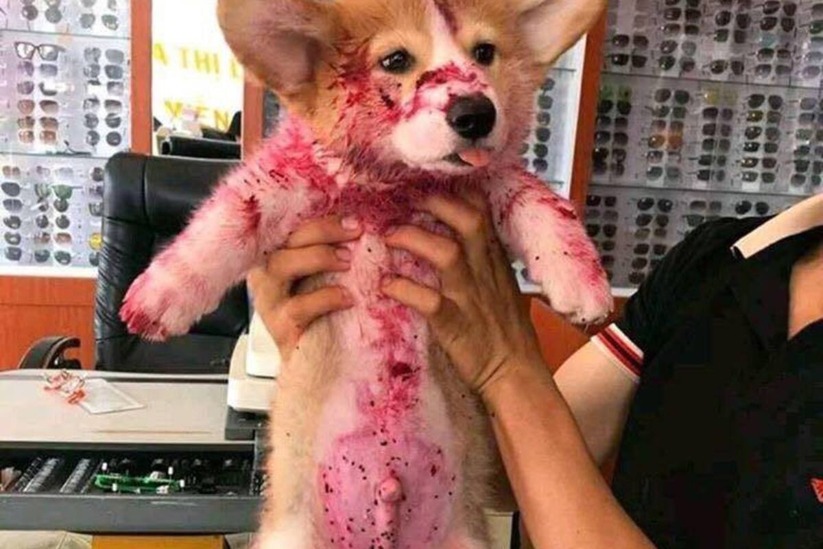 Perro da tremendo susto a su dueña
