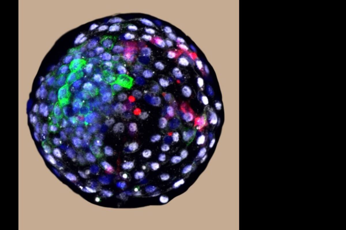 Científicos de EU y China crean embrión humano-simio