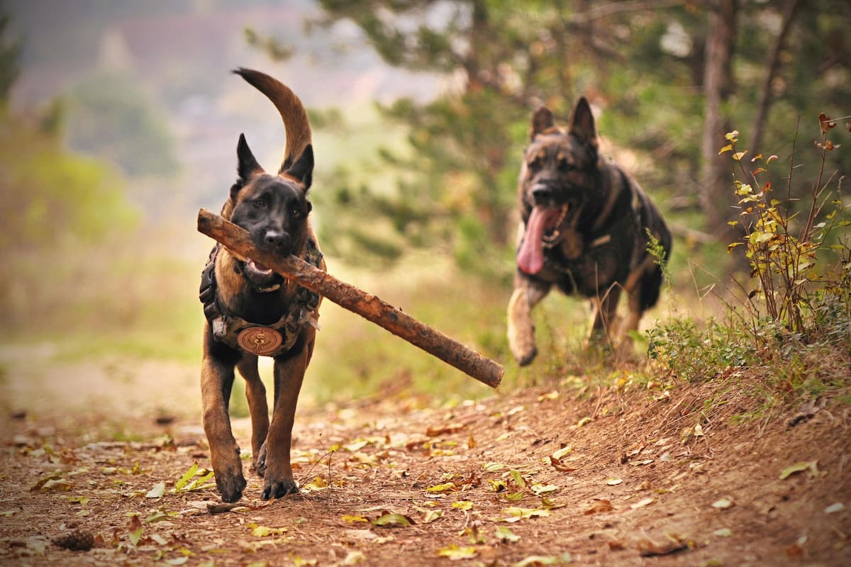 Este 21 de julio se celebra el Día mundial del perro