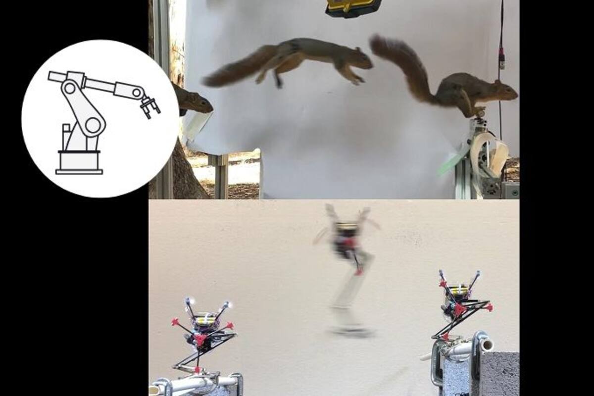 Robot inspirado en ardillas: un avance en la robótica que salta de rama en rama