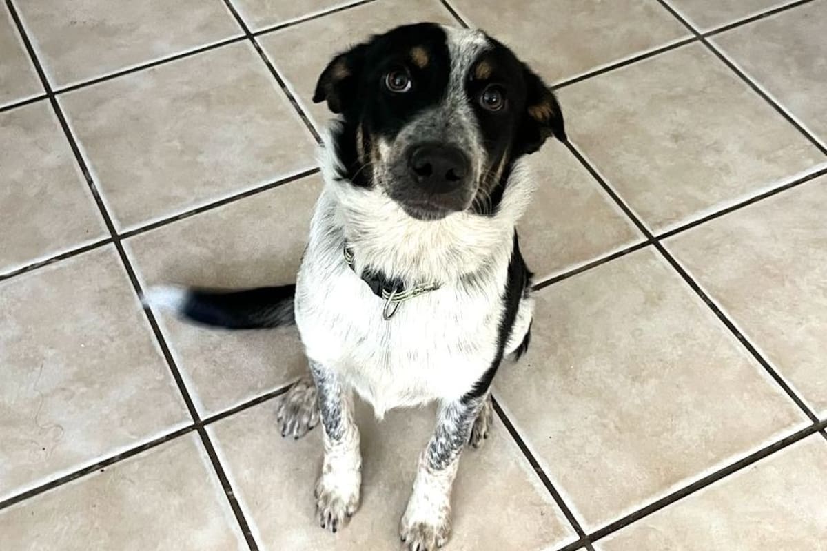 Gente por los Animales exhorta al gobierno de BC a incluir caninos pesados en programa de esterilización gratuita
