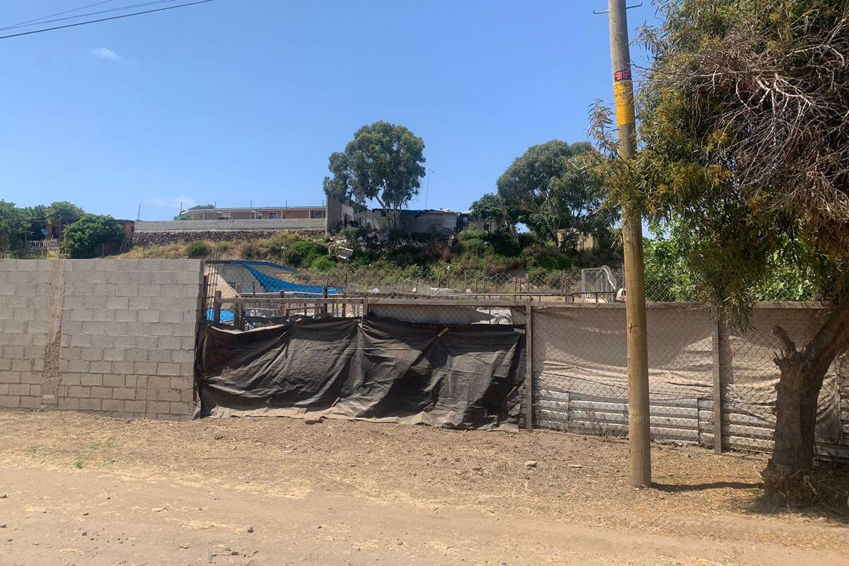 Perros rescatados de un albergue de Rosarito están en buenas condiciones