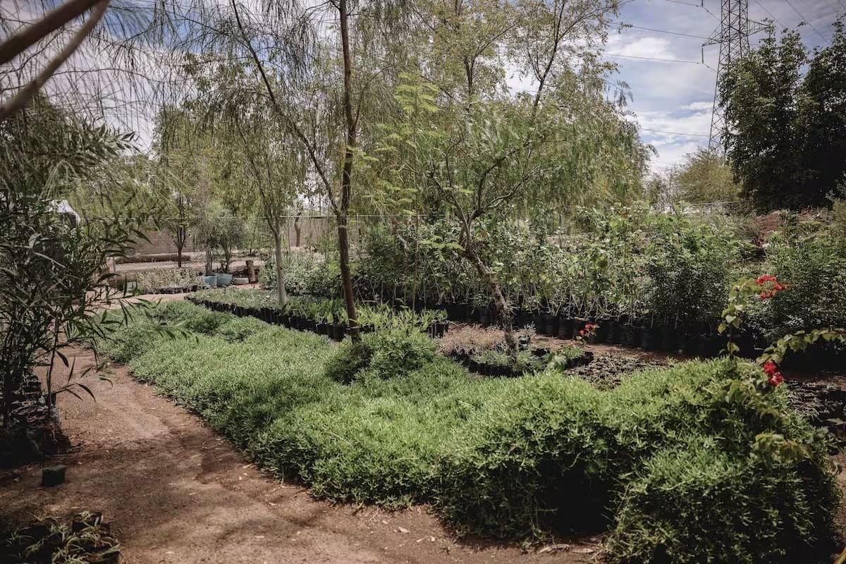 Suman más de 4 mil plantas y árboles donados en lo que va de marzo