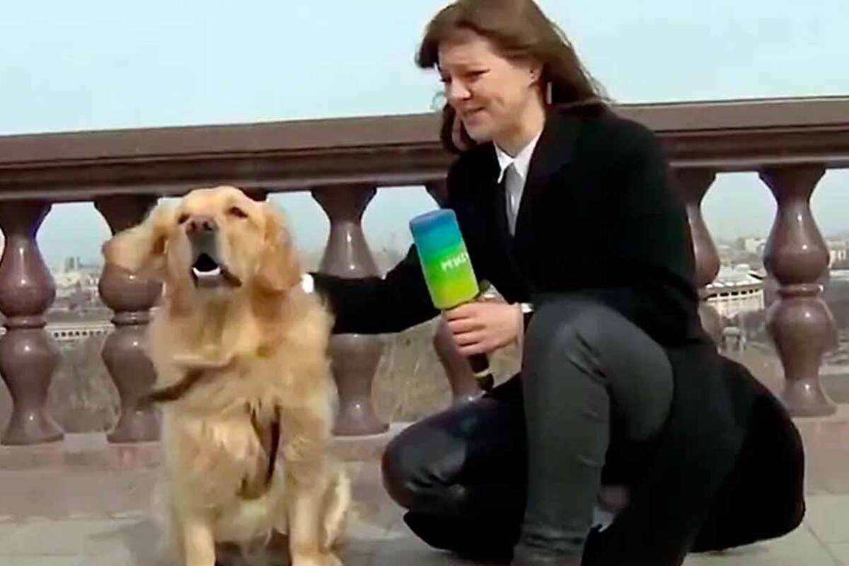 VIDEO: Perrito roba micrófono a reportera durante transmisión en vivo