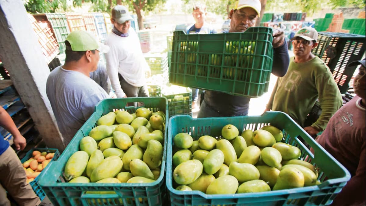 Oaxaca celebró un récord de 156 mil toneladas de mango exportadas a Estados Unidos, pero productores del Istmo aseguran que el logro salió de su bolsa con más de 700 millones de pesos y que la ayuda oficial llegó cuando la mosca ya se había dispersado