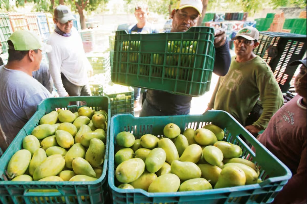 Oaxaca celebró un récord de 156 mil toneladas de mango exportadas a Estados Unidos, pero productores del Istmo aseguran que el logro salió de su bolsa con más de 700 millones de pesos y que la ayuda oficial llegó cuando la mosca ya se había dispersado