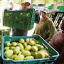 Oaxaca celebró un récord de 156 mil toneladas de mango exportadas a Estados Unidos, pero productores del Istmo aseguran que el logro salió de su bolsa con más de 700 millones de pesos y que la ayuda oficial llegó cuando la mosca ya se había dispersado