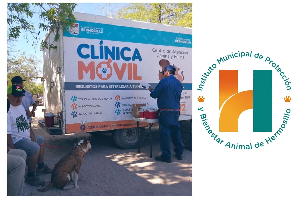 Invitan a jornada gratuita de esterilización de perros y gatos en Hermosillo, ¿cuándo y dónde?