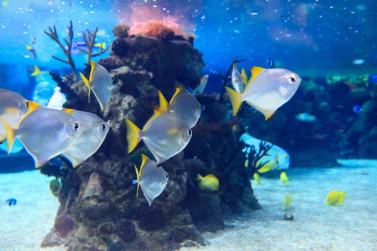 Por cambio climático, 17% de los animales marinos podrían desaparecer antes del 2100