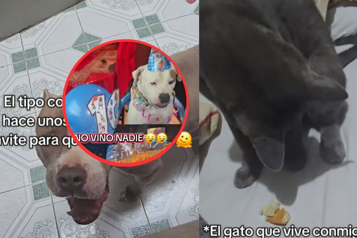Mujer les regala comida a perros en la calle para invitarlos al cumpleaños de su perro y se hace viral